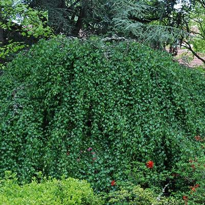 Betula pendula Youngii (Serpentine)