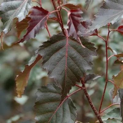 Betula populifolia Royal Frost 48