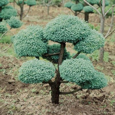 Chamaecyparis pisifera Boulevard (Pom-Pom)