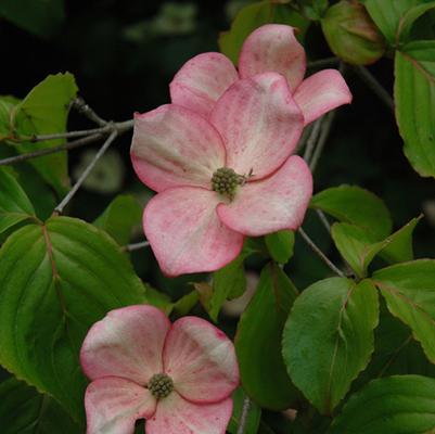 Cornus x Rutgan-Stellar Pink®