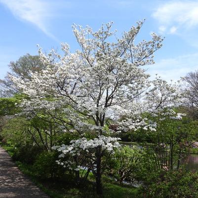 Cornus florida Cherokee Princess (Tree Form)