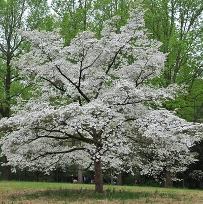 Cornus florida Cloud Nine