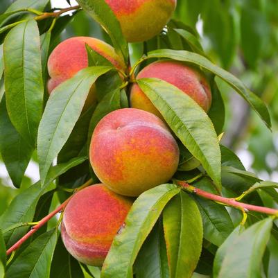 Peach Semi-Dwarf Elberta