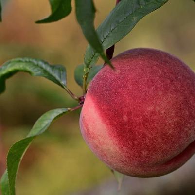 Peach Semi-Dwarf Madison
