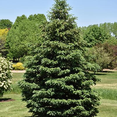 Picea glauca Densata Black Hills