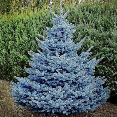 Picea pungens Baby Blue (3-4')