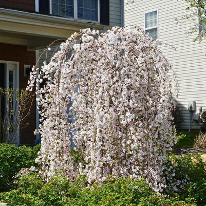 Prunus x Snowfozam 5' (Tree Form)