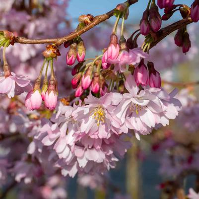 Prunus subhirtella Autumnalis