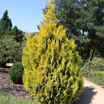 Thuja plicata Forever Goldy PP19267