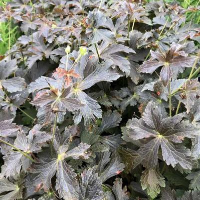 Geranium maculatum Huggy Bear PP36258