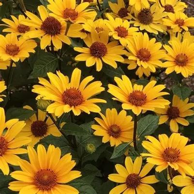 Heliopsis helianthoides Punto Rosso