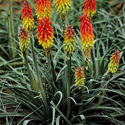 Kniphofia hirsuta Fire Dance