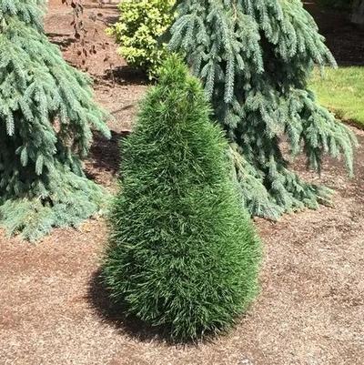 Pinus sylvestris Green Penguin