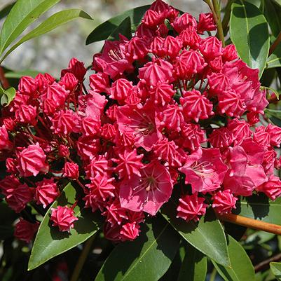 Kalmia latifolia Raspberry Glow