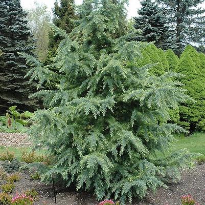 Cedrus deodara Electric Blue