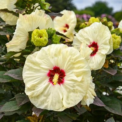 Hibiscus Summerific® Coconut Cream