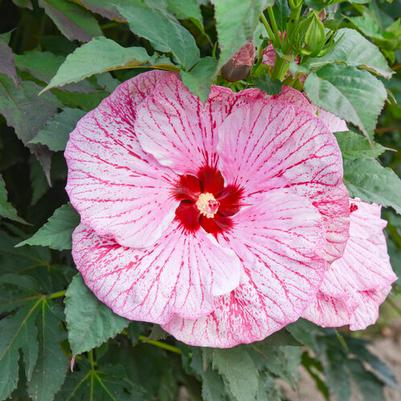 Hibiscus Summerific® Coconut Cream PPAF