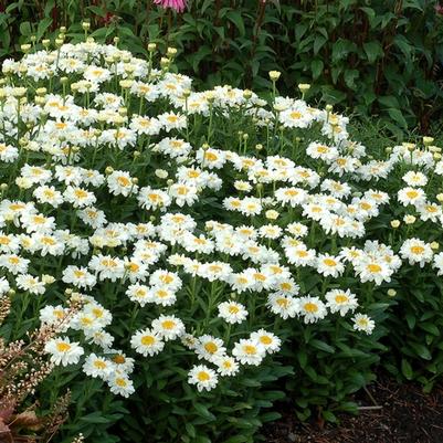 Leucanthemum x superbum Adorable