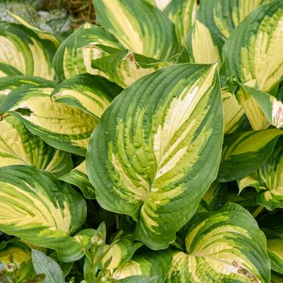 Hosta Shadowland® Affair to Remember PP35945