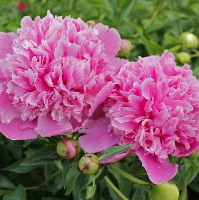 Paeonia Dr. Alexander Fleming