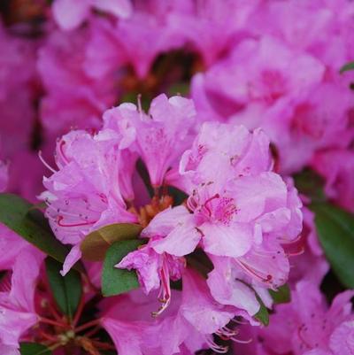 Rhododendron Olga Mezzit