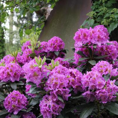 Rhododendron catawbiense Dandy Man® Purple