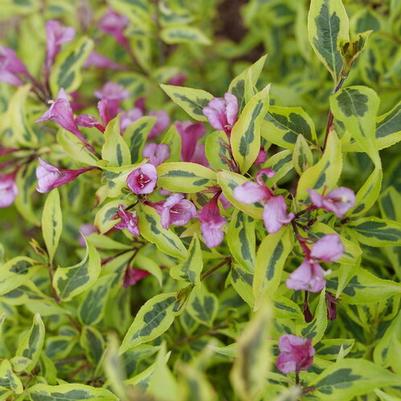 Weigela florida Bubbly Wine® PP35328