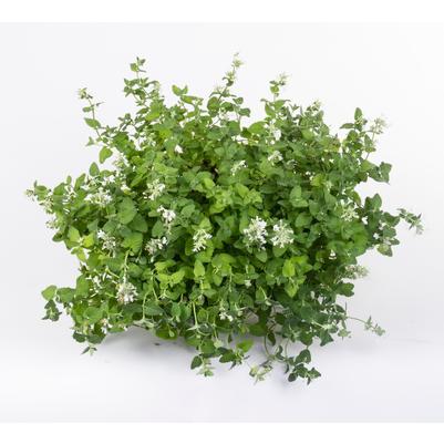 Nepeta x faassenii Serene Frost