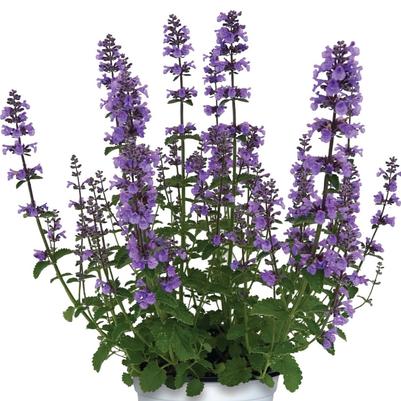 Nepeta x faassenii Serene Lilac