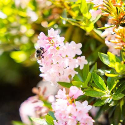 Rhododendron Bloombux® Blush