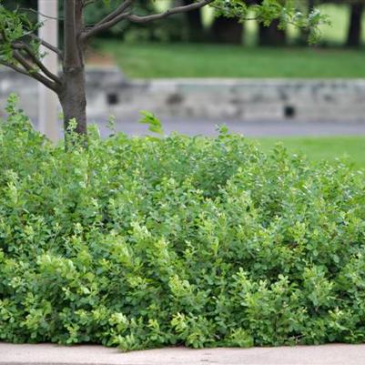 Rhus aromatica Gro-Low