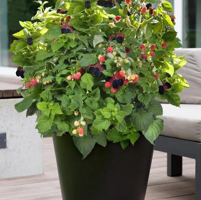 Rubus Baby Cakes® PP27032