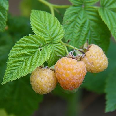 Rubus Fall Gold