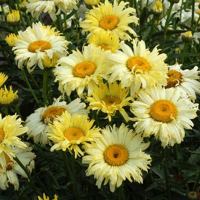 Leucanthemum x superbum Goldfinch
