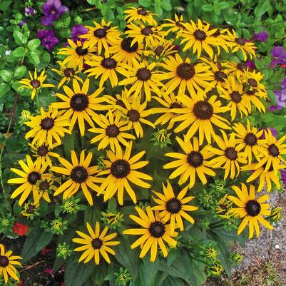 Rudbeckia fulgida Little Goldstar PP22397