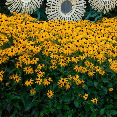 Rudbeckia fulgida var. sull. Goldsturm