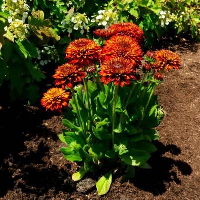 Rudbeckia hirta Solar Sisters™ PPAF