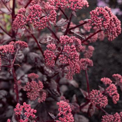 Sedum Puff Pastry™ Raspberry PP37145
