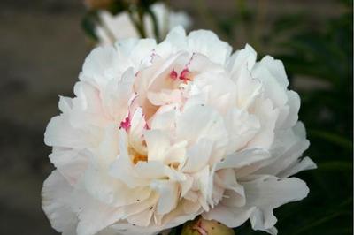 Paeonia lacttiflora Madame Jules Dessert