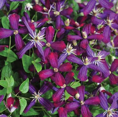 Clematis Sweet Summer Love PP24044