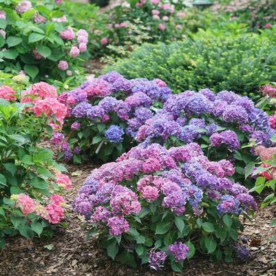 Hydrangea macrophylla Let's Dance Lovable® PP35317