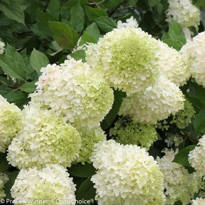 Hydrangea paniculata Limelight PP12874