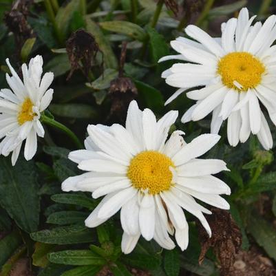Leucanthemum x superbum Spoonful of Sugar