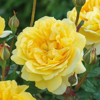 Rosa David Austin The Poet's Wife PP27364