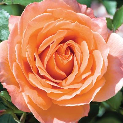 Rosa Floribunda Adobe Sunrise™ PP22793