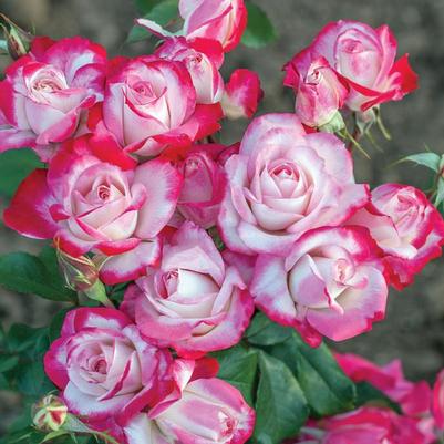 Rosa Floribunda Candy Cane Cocktail™ PP28661