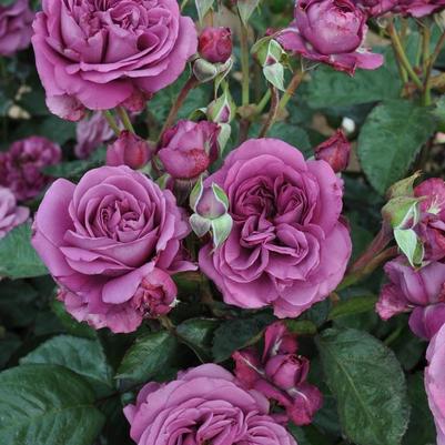 Rosa Floribunda Sunbelt® Plum Perfect PP22691