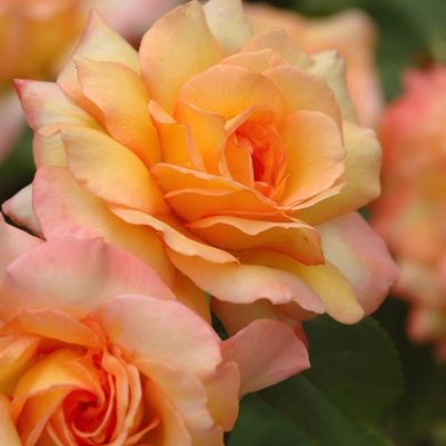 Rosa Grandiflora Gold Medal