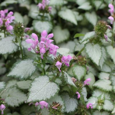 Lamium maculatum Pink Pewter