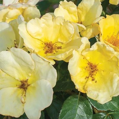 Rose Shrub Easy Bee-zy™ Knock Out® PP35465